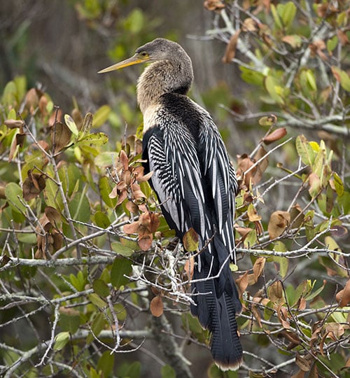 Space Coast outdoor activity