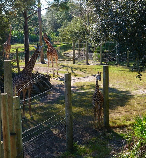 Space Coast Zoo